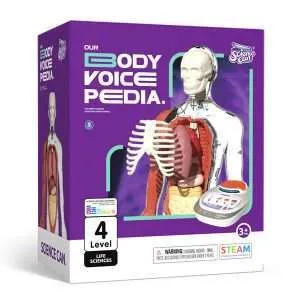 Modelo de anatomía humana